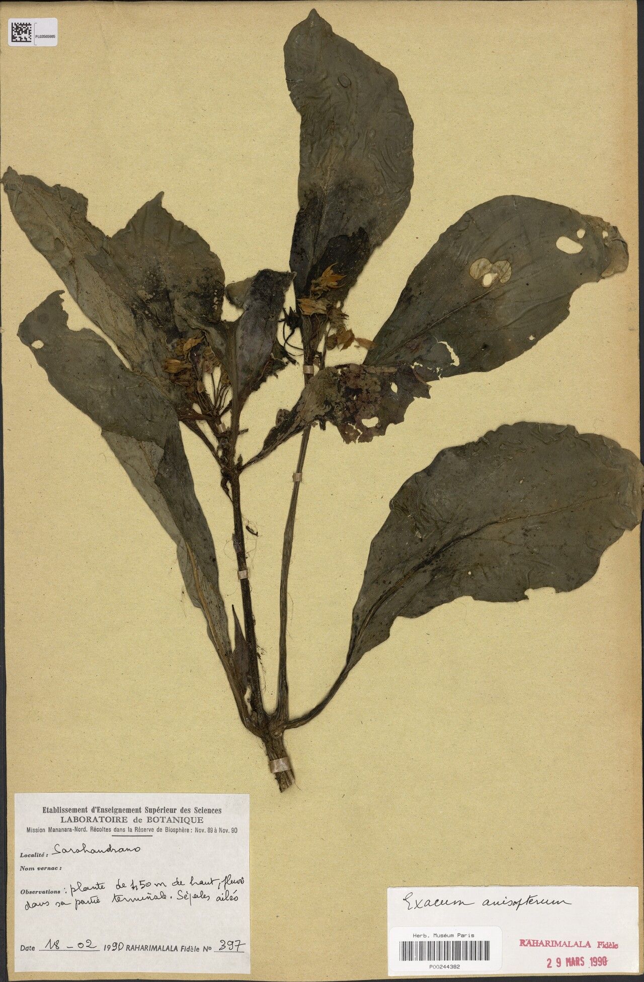 Exacum anisopterum — related species from the same genus