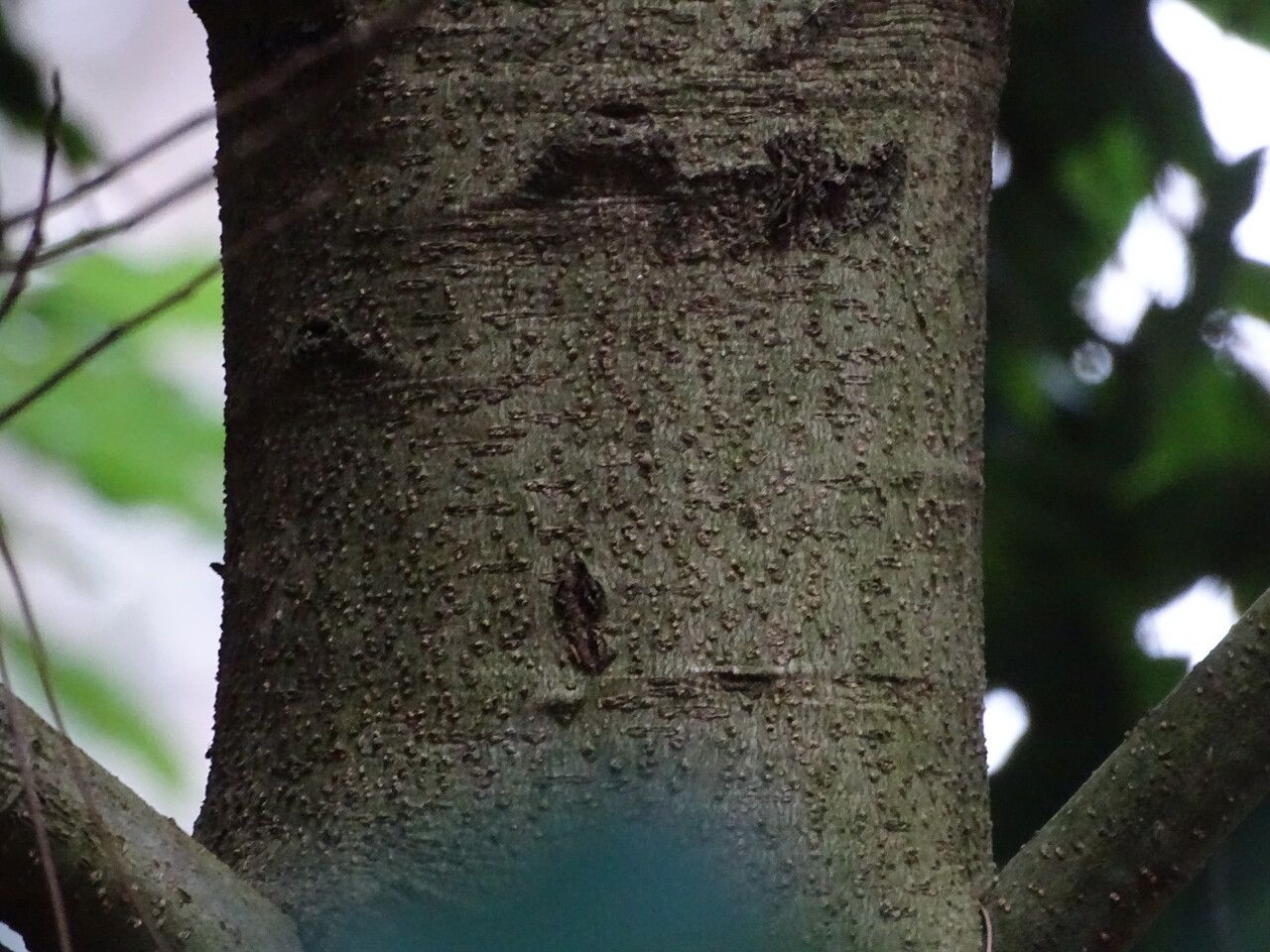 Quercus salicina bark