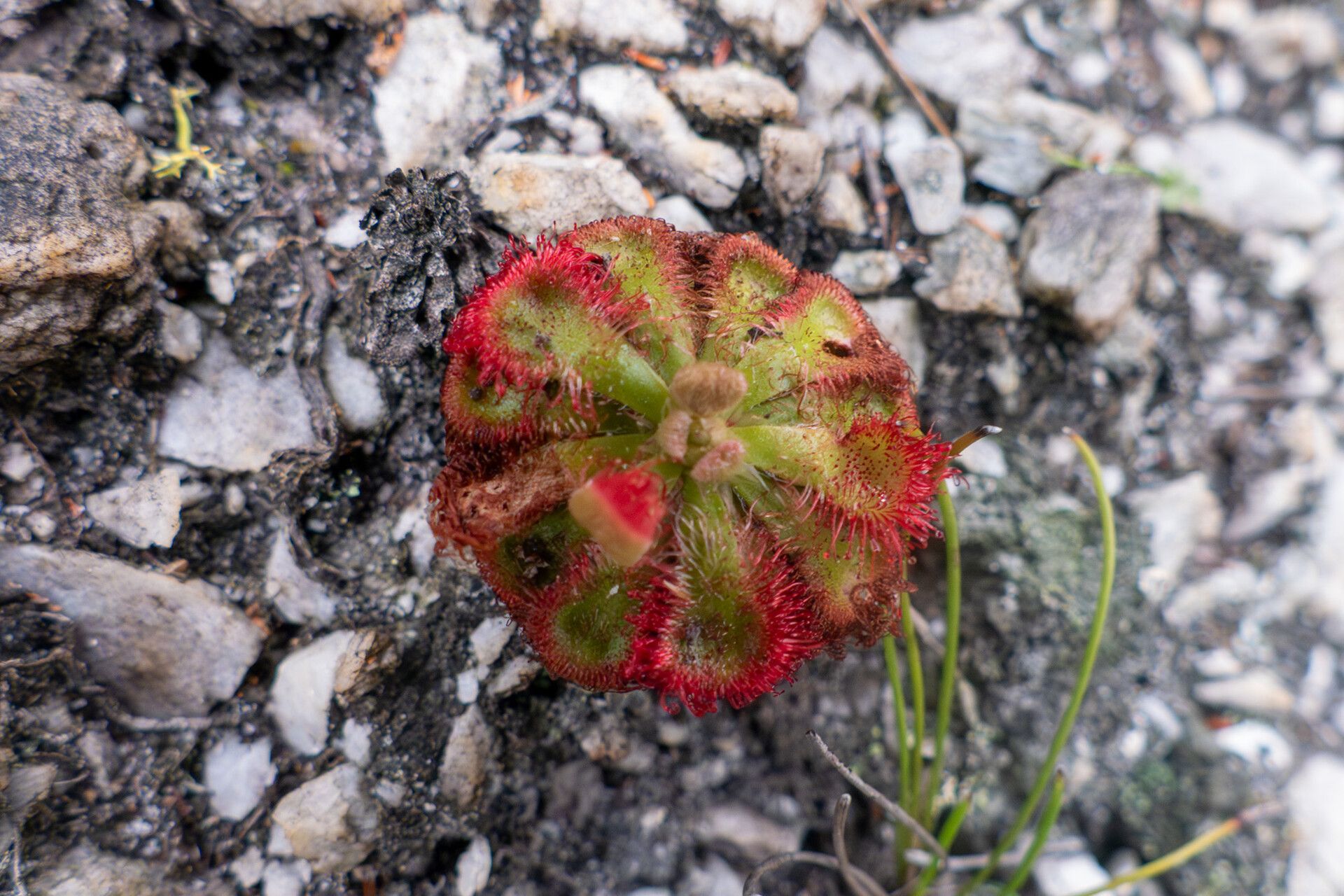 Drosera xerophila — search result for 'Drosera'