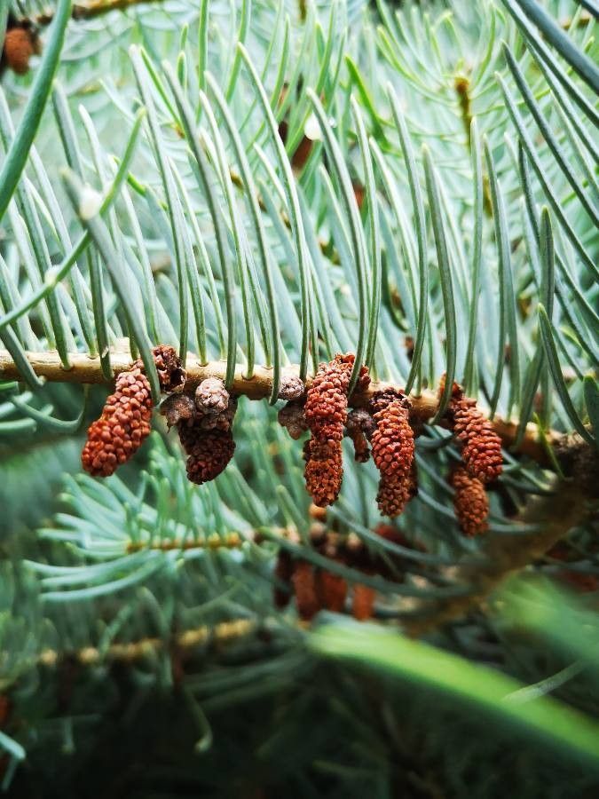 Abies concolor — search result for 'Abies'