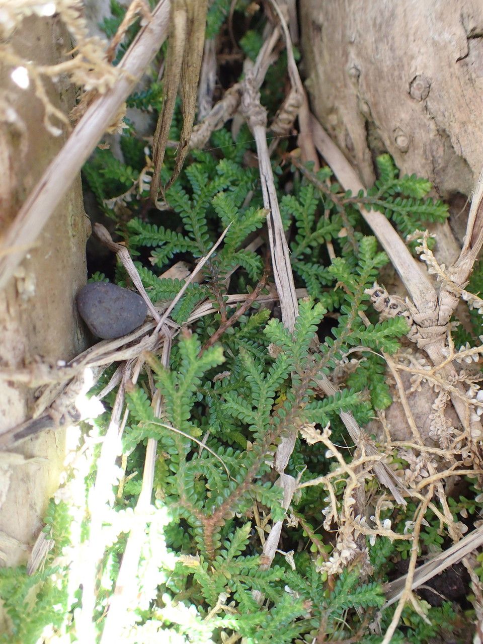 Selaginella viridula habit