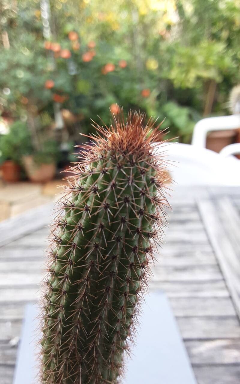 Weberbauerocereus madidiensis other