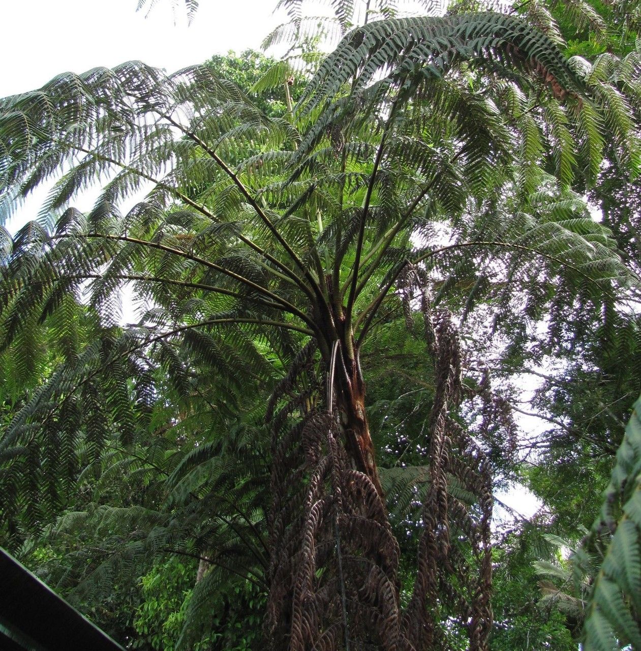 Cyathea poeppigii habit