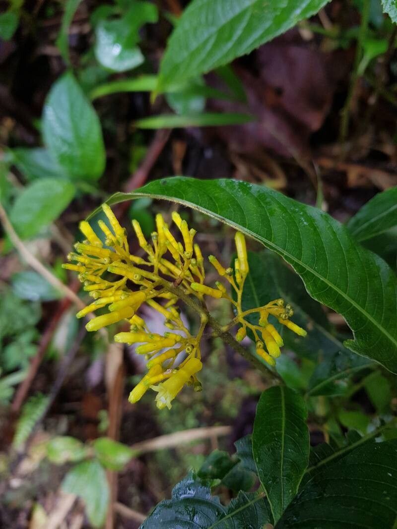 Palicourea lasiorrhachis — houseplant care guide