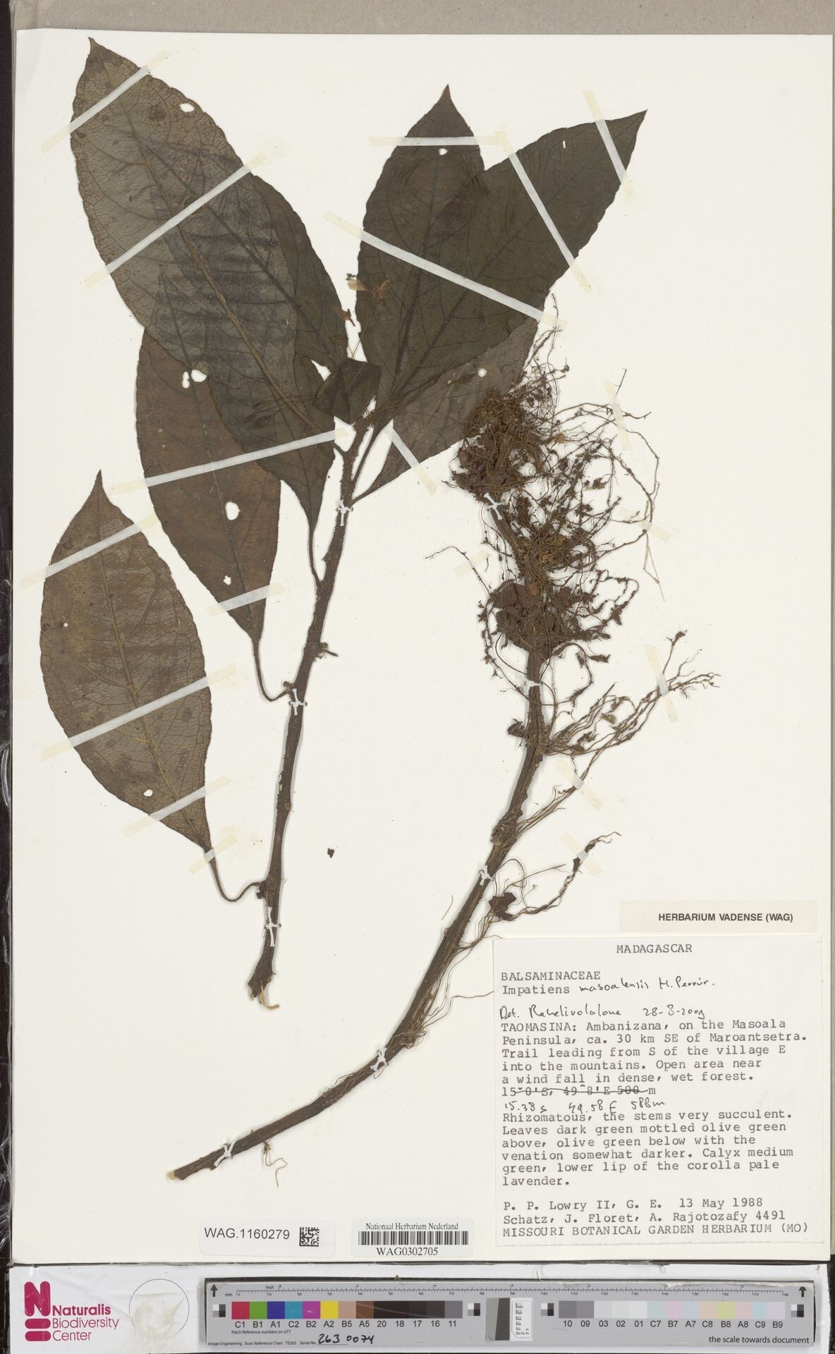 Impatiens masoalensis — houseplant care guide