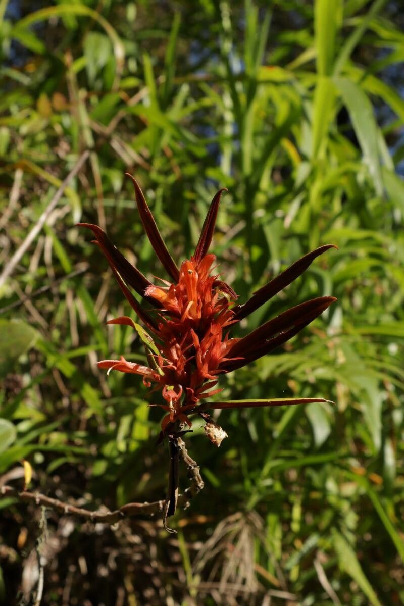 Columnea querceti flower