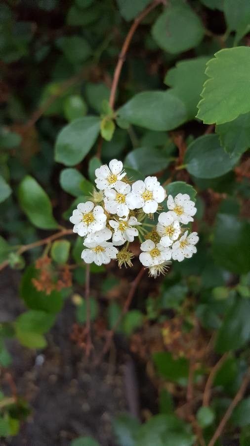Spiraea chamaedryfolia flower