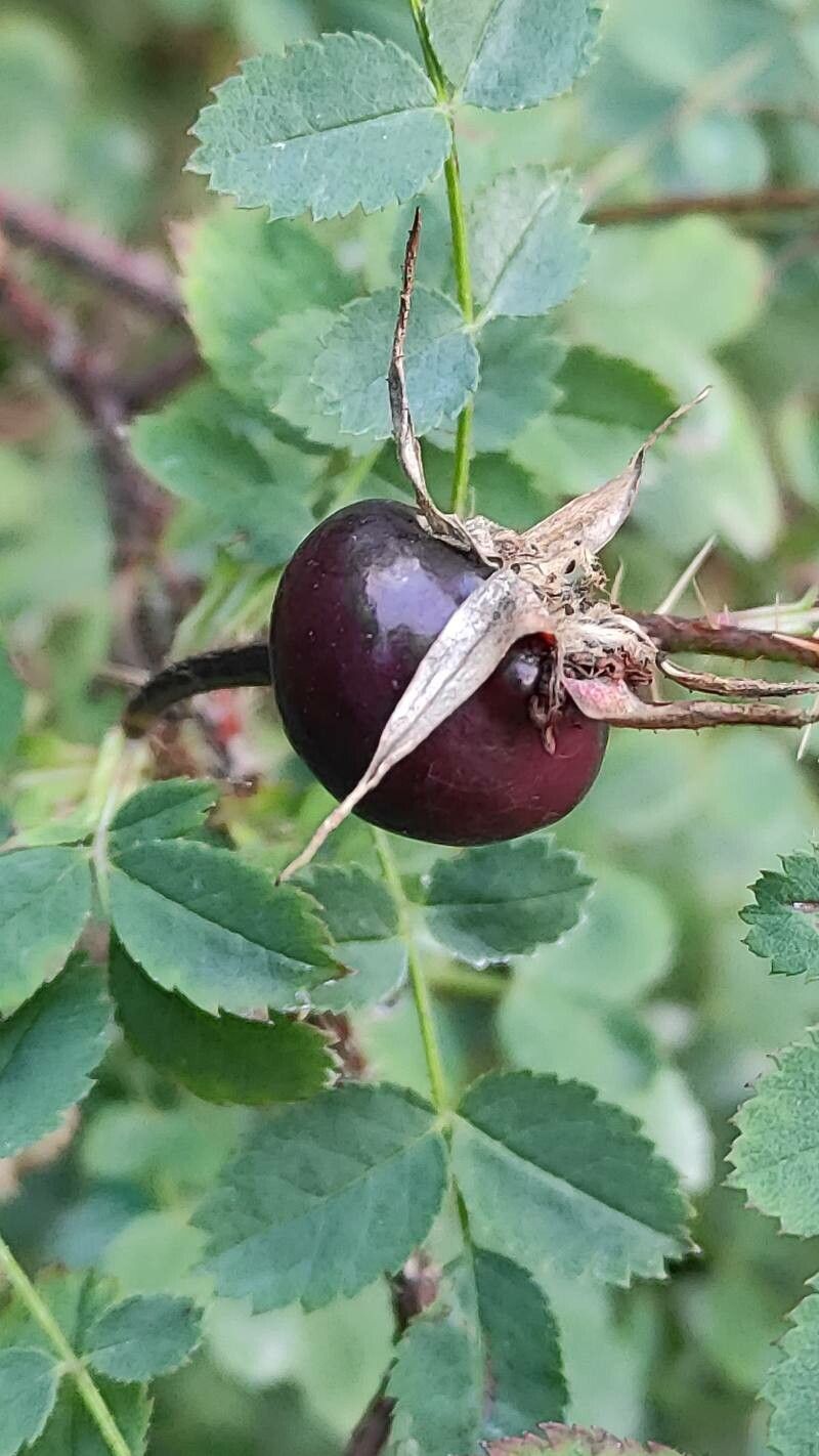 Rosa webbiana fruit