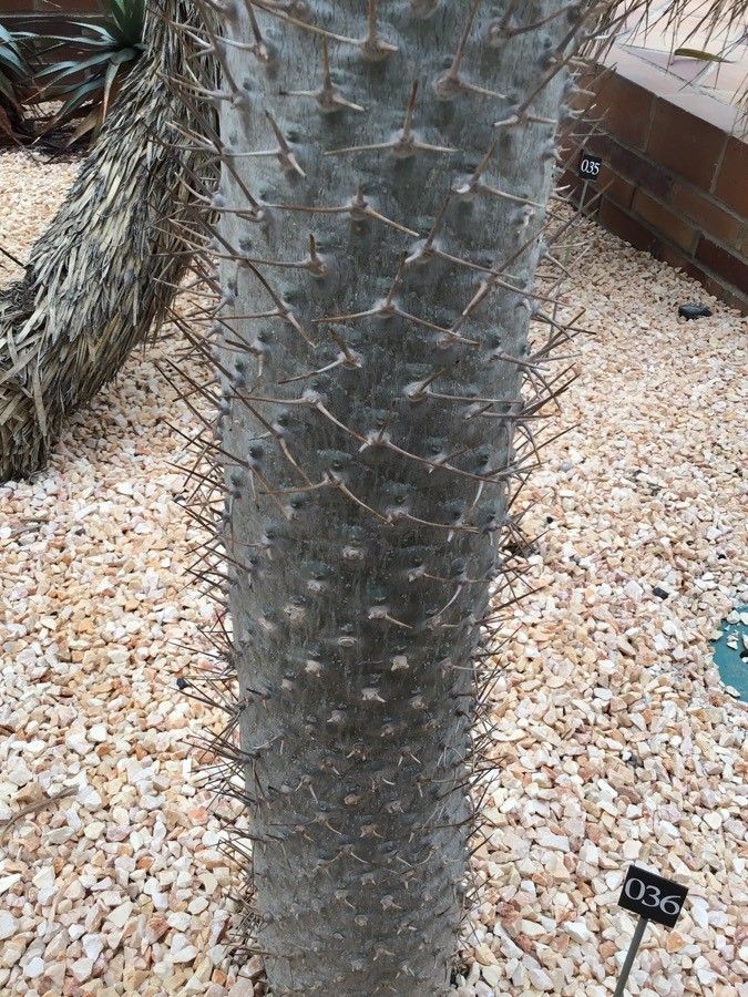 Pachypodium lamerei bark