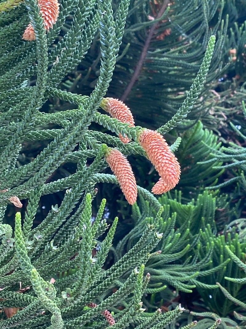 Araucaria laubenfelsii flower