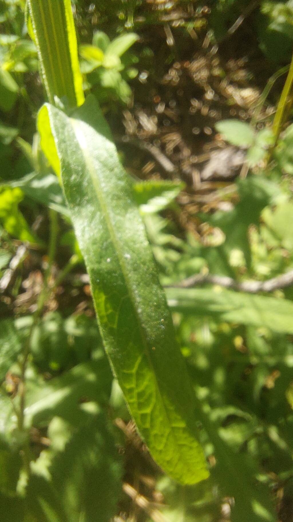 Centaurea hermannii — houseplant care guide