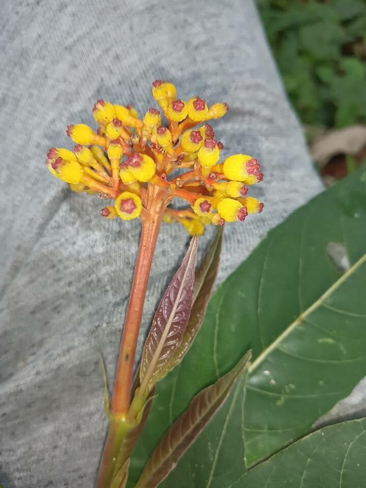 Palicourea australis fruit