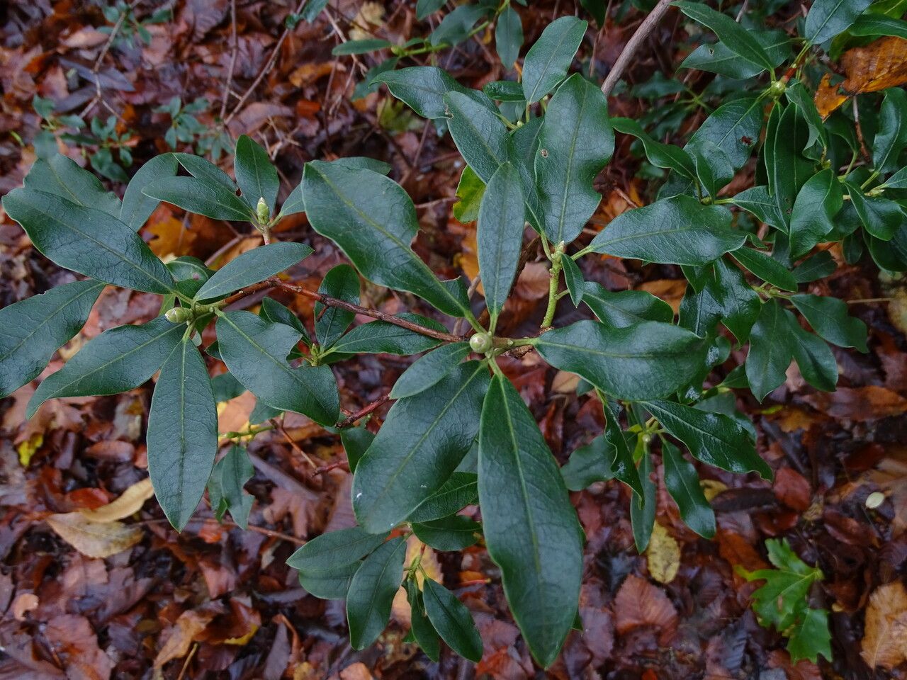 Rhododendron pleistanthum — houseplant care guide