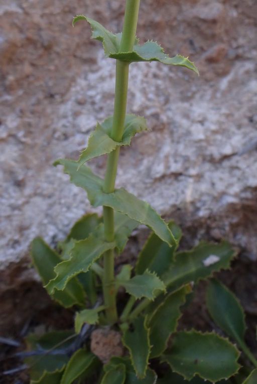 Penstemon stephensii habit