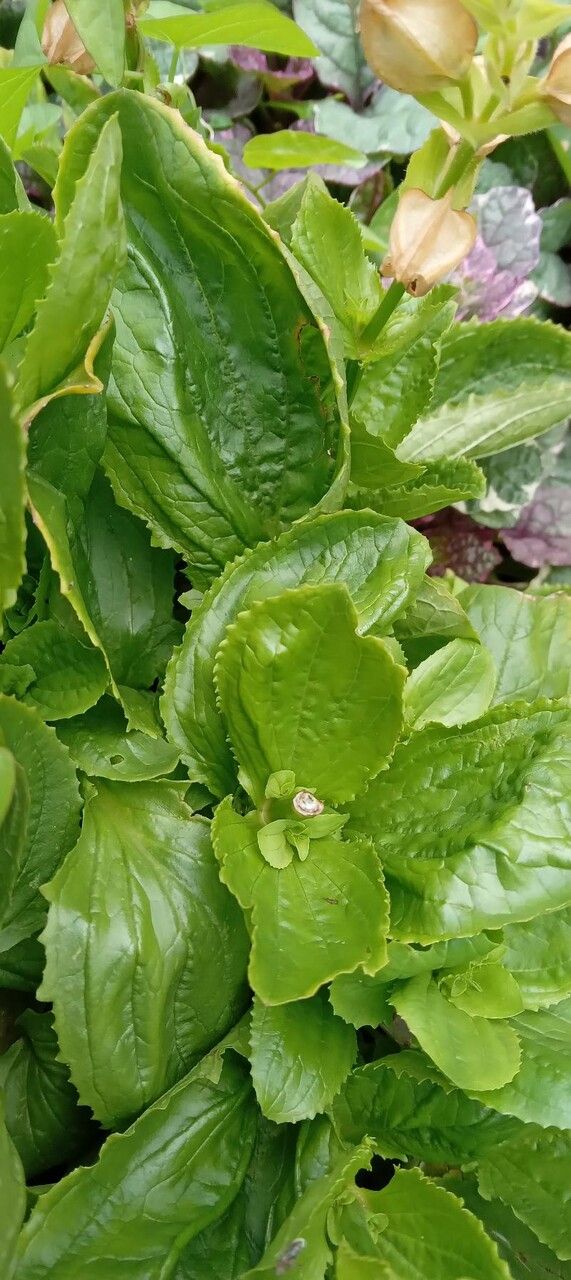 Erythranthe guttata leaf