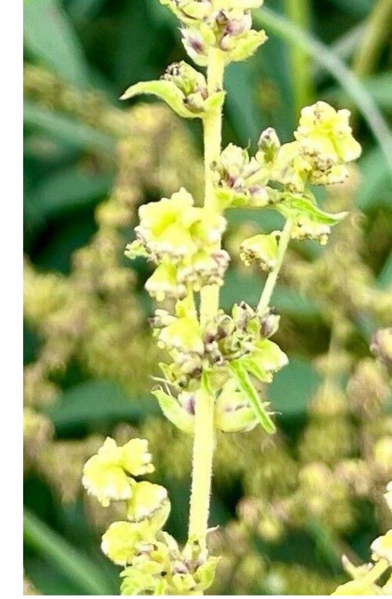Ambrosia polystachya flower
