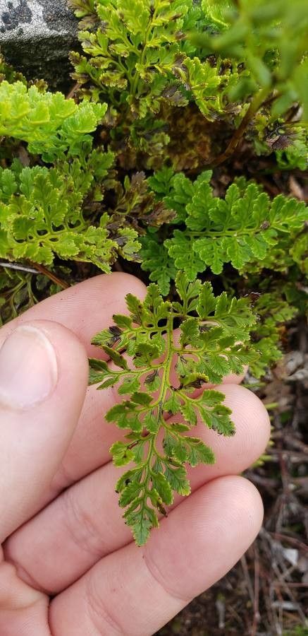 Cryptogramma acrostichoides — search result for 'Pteridaceae'
