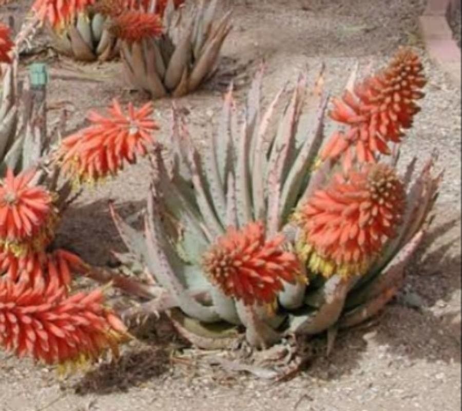 Aloe claviflora flower