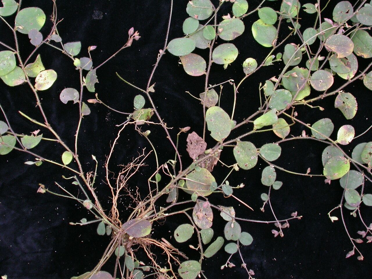 Crotalaria acicularis habit