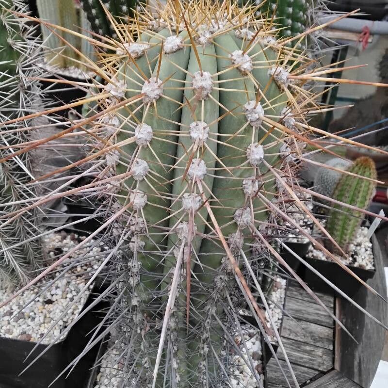 Weberbauerocereus cephalomacrostibas habit