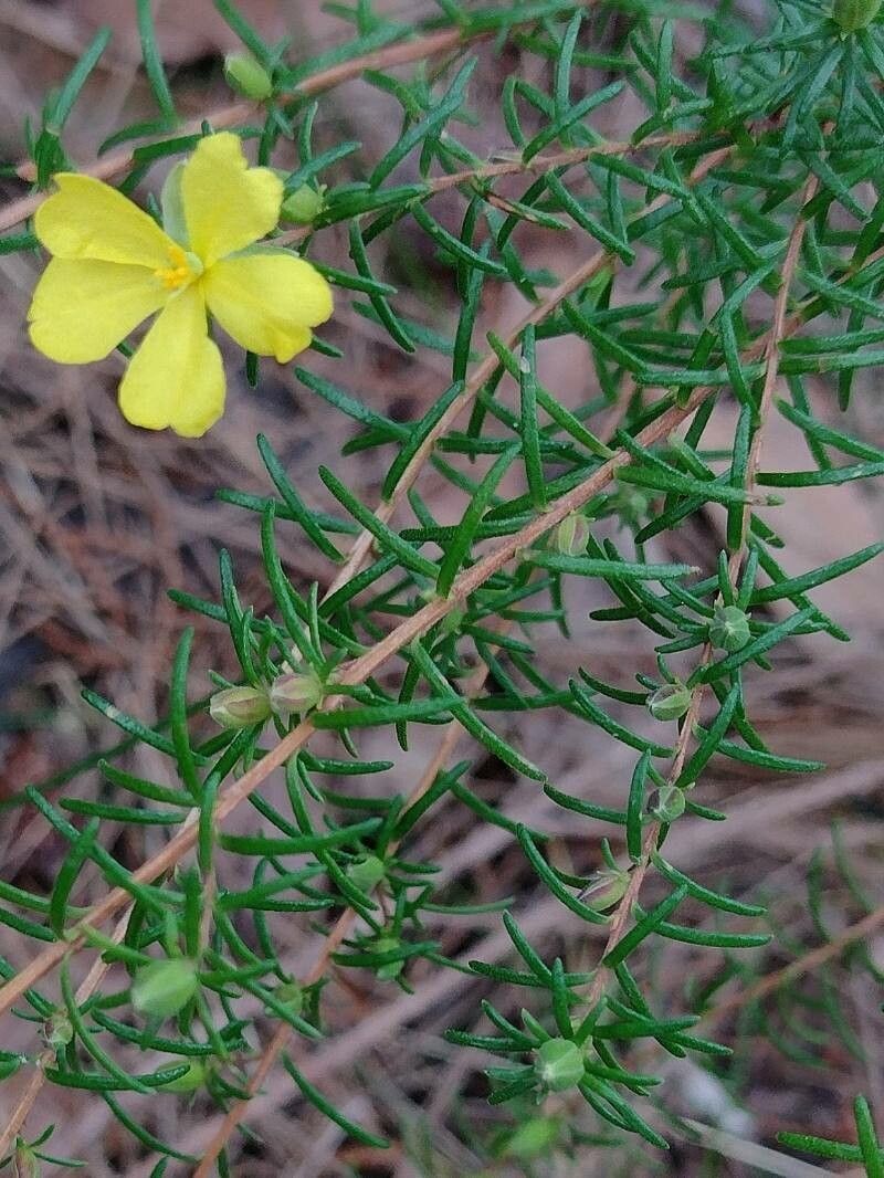 Hibbertia stricta — houseplant care guide