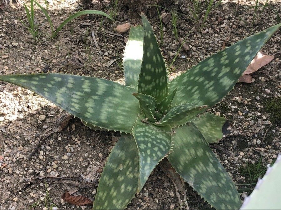 Agave cerulata — search result for 'Agave'