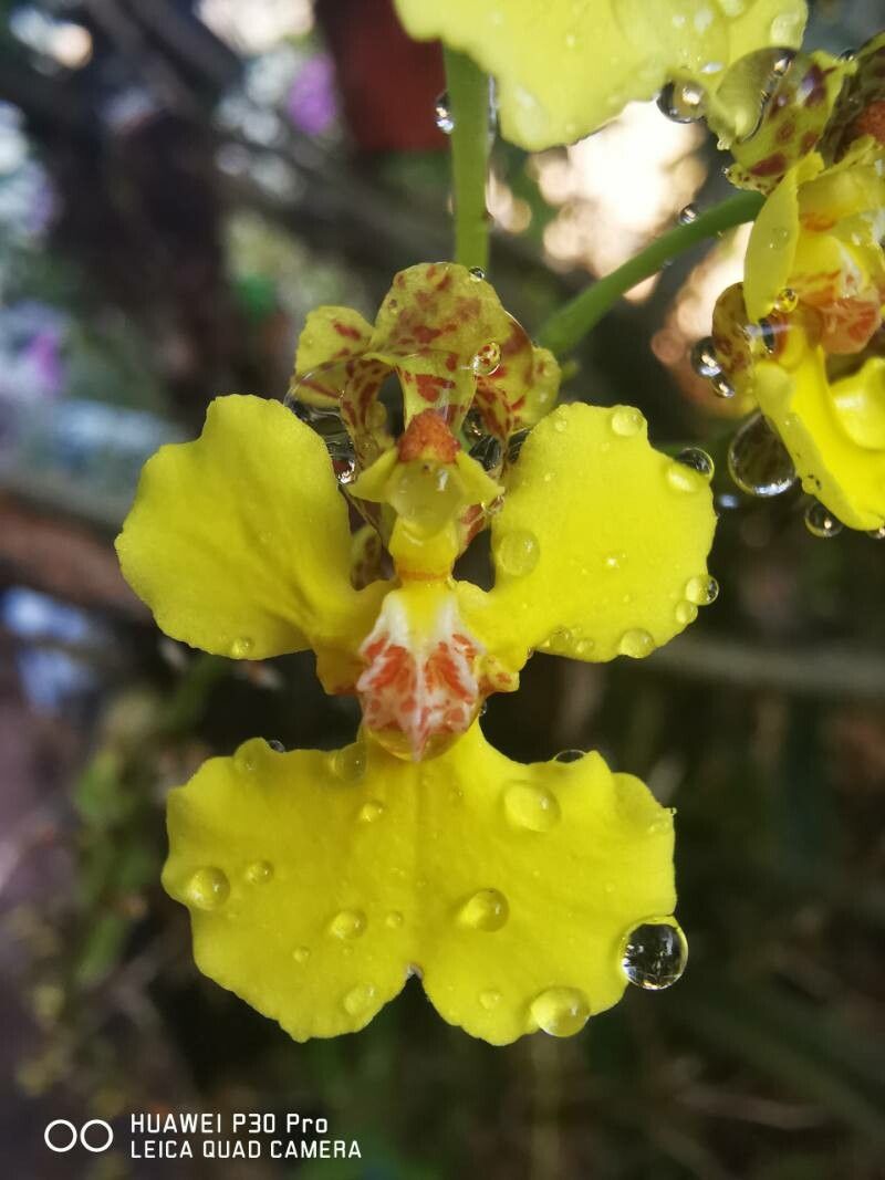 Trichocentrum brachyphyllum — related species from the same genus