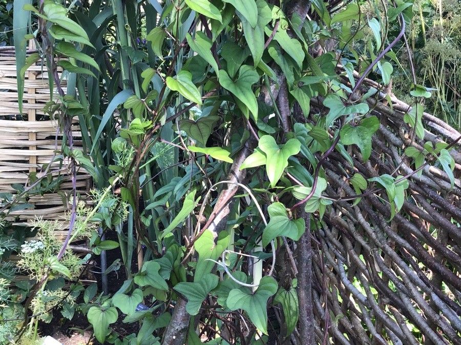 Dioscorea polystachya — search result for 'Dioscorea'