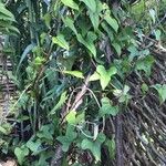 Dioscorea polystachya