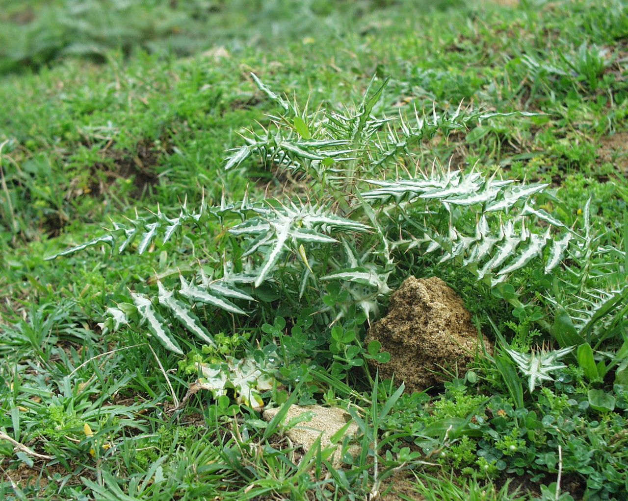 Galactites mutabilis habit