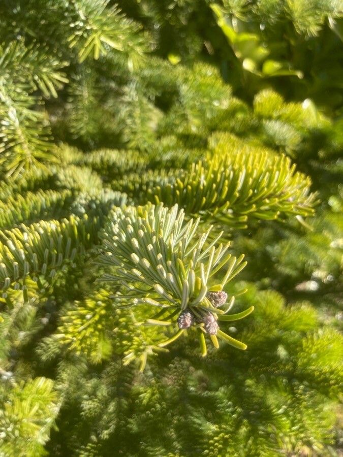 Abies koreana
