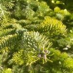 Abies koreana