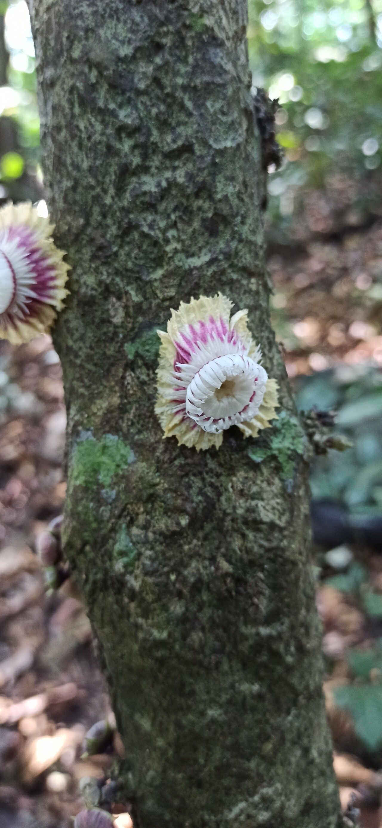 Napoleonaea angolensis flower