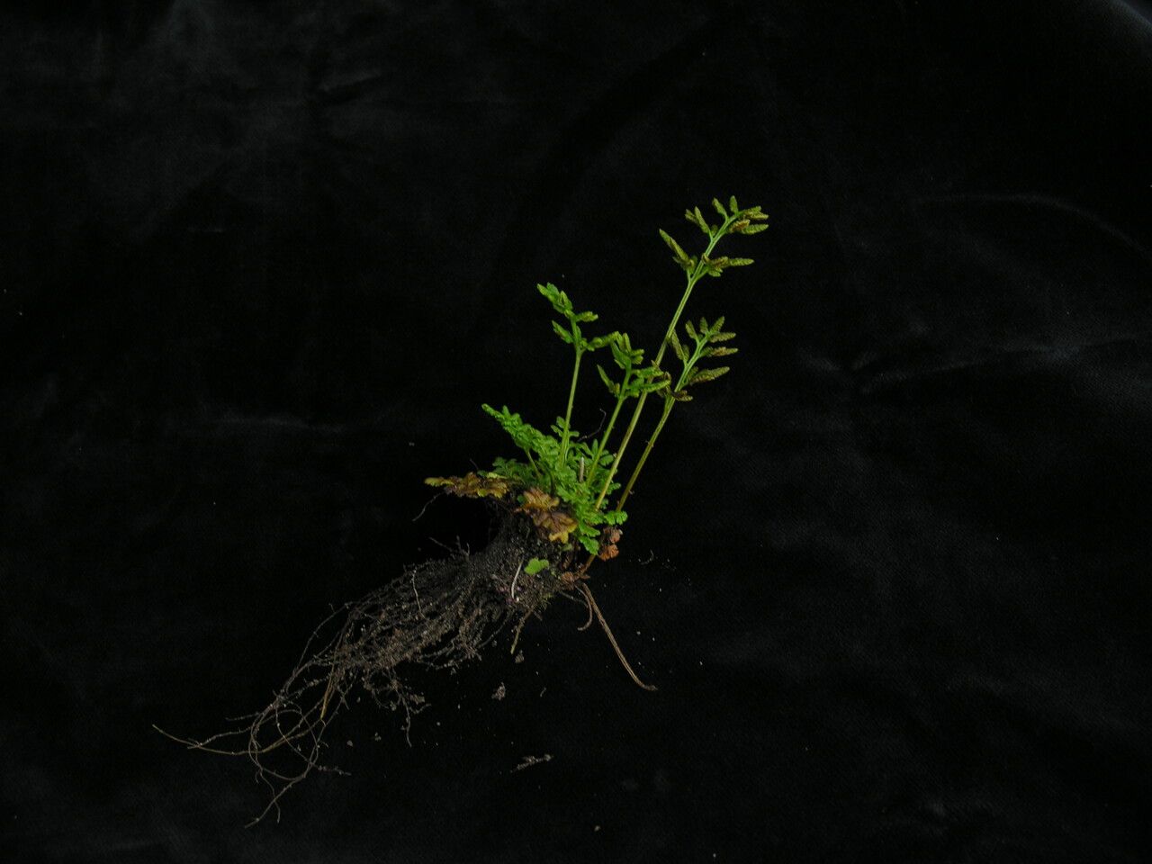 Cryptogramma brunoniana — related species from the same genus