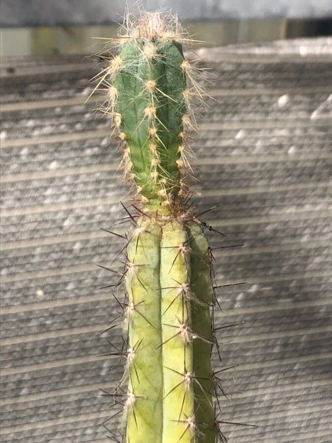 Pilosocereus glaucochrous — search result for 'Pilosocereus'