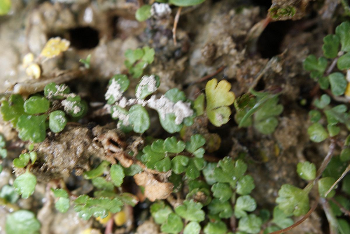 Helosciadium bermejoi habit