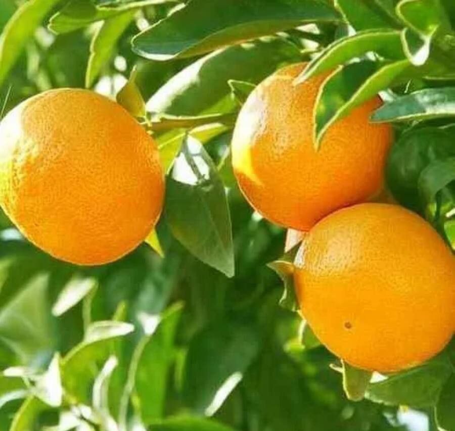 Citrus × aurantium fruit