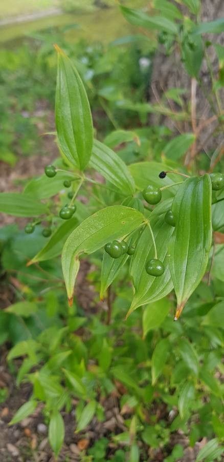 Disporum leucanthum — related species from the same genus