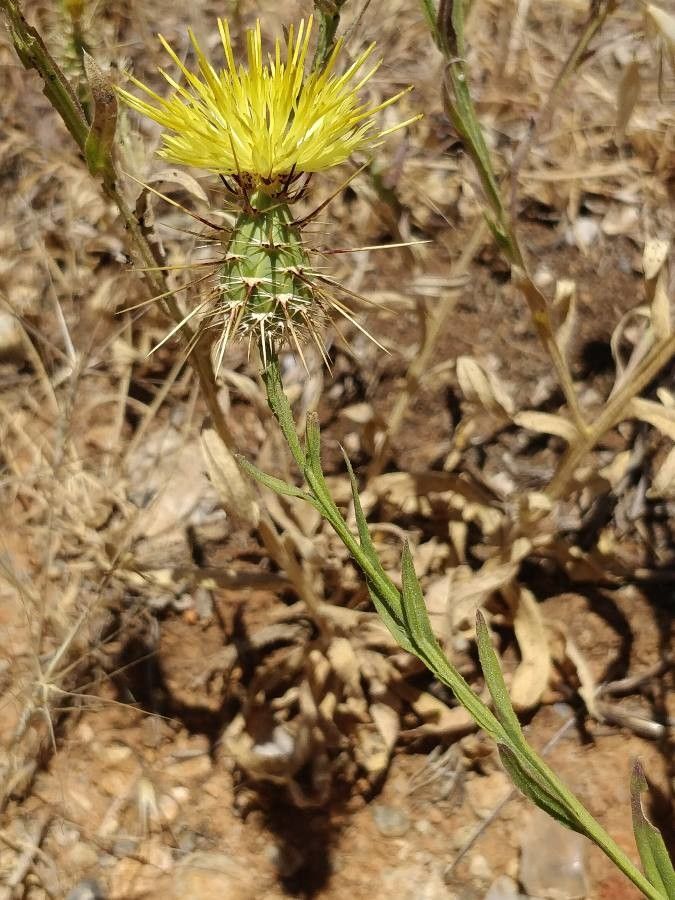 Centaurea sulphurea leaf