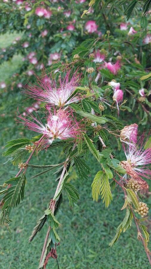 Samanea saman flower