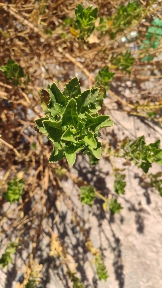 Baccharis scandens — search result for 'Baccharis'