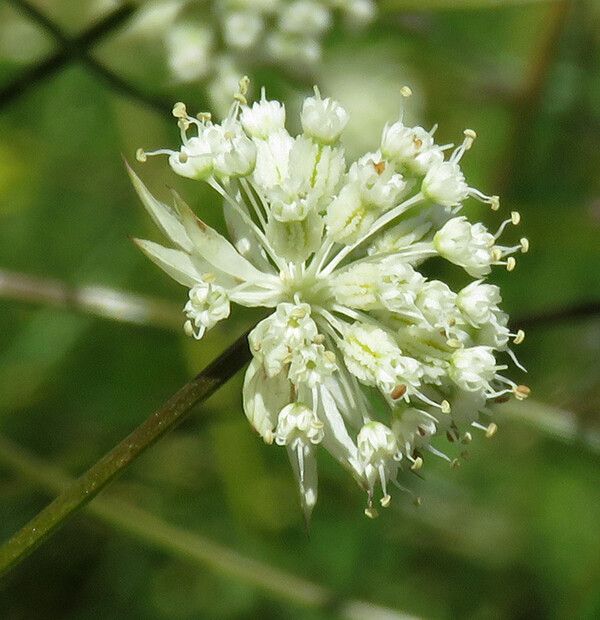 Astrantia minor fruit