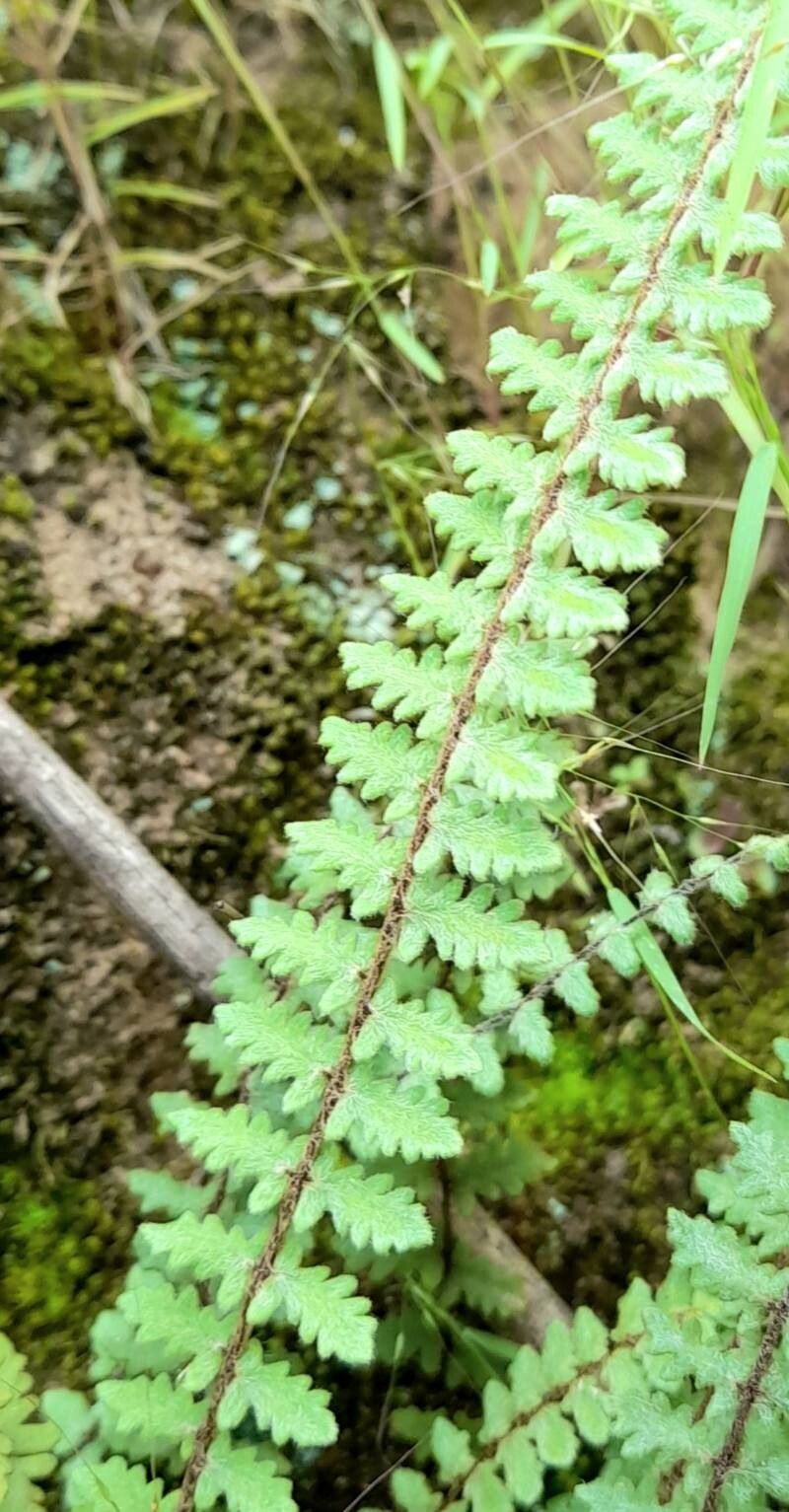 Hemionitis bonariensis — houseplant care guide