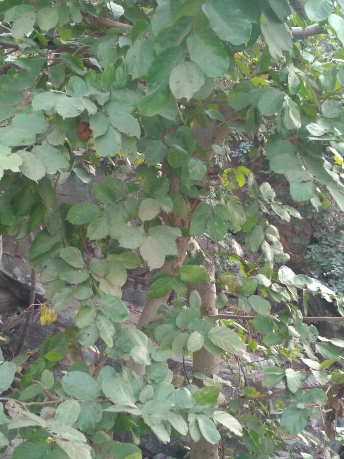 Bridelia mollis habit