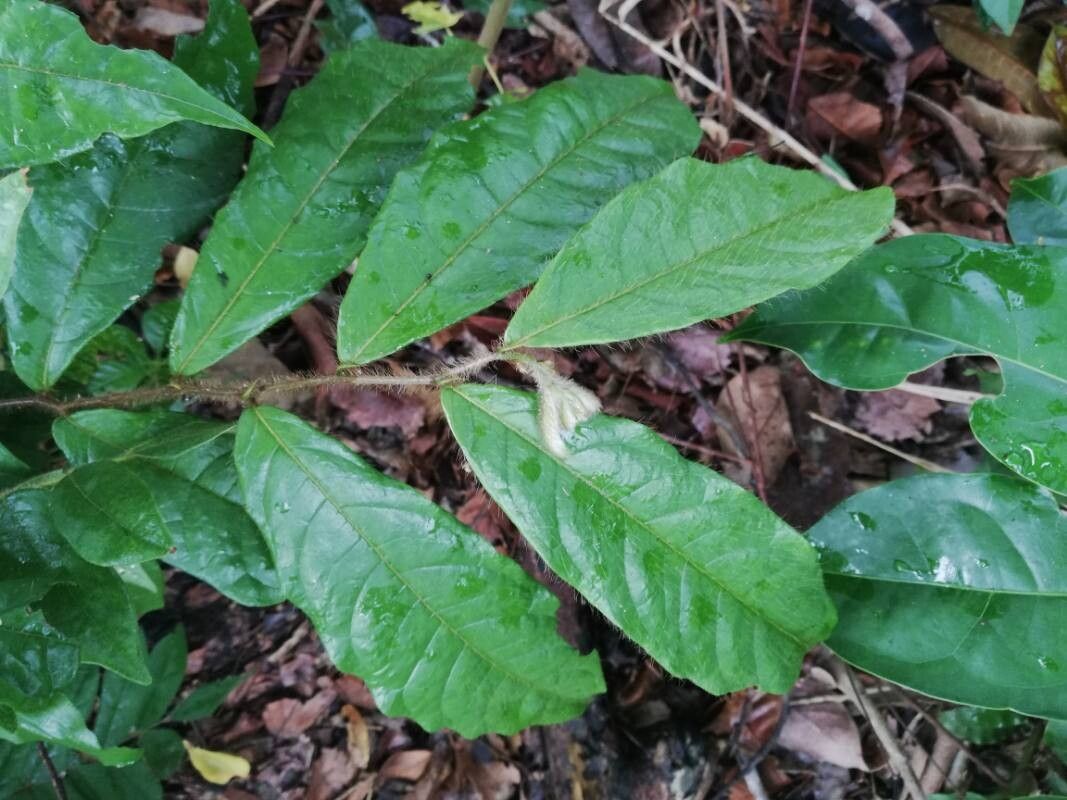Dichapetalum heudelotii leaf