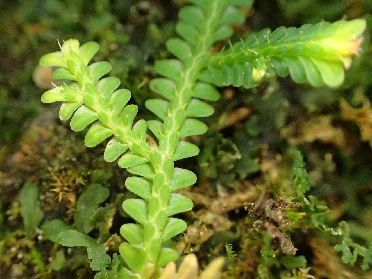 Selaginella rodriguesiana — houseplant care guide