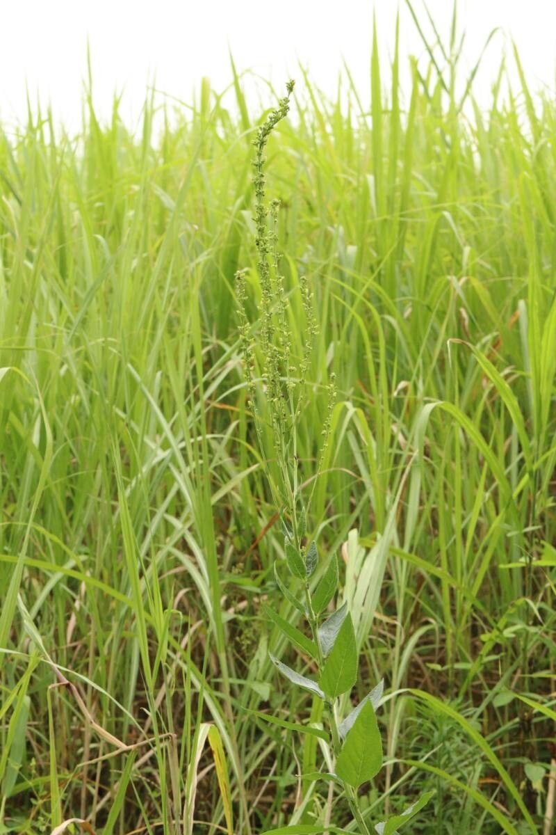 Scrophularia buergeriana flower