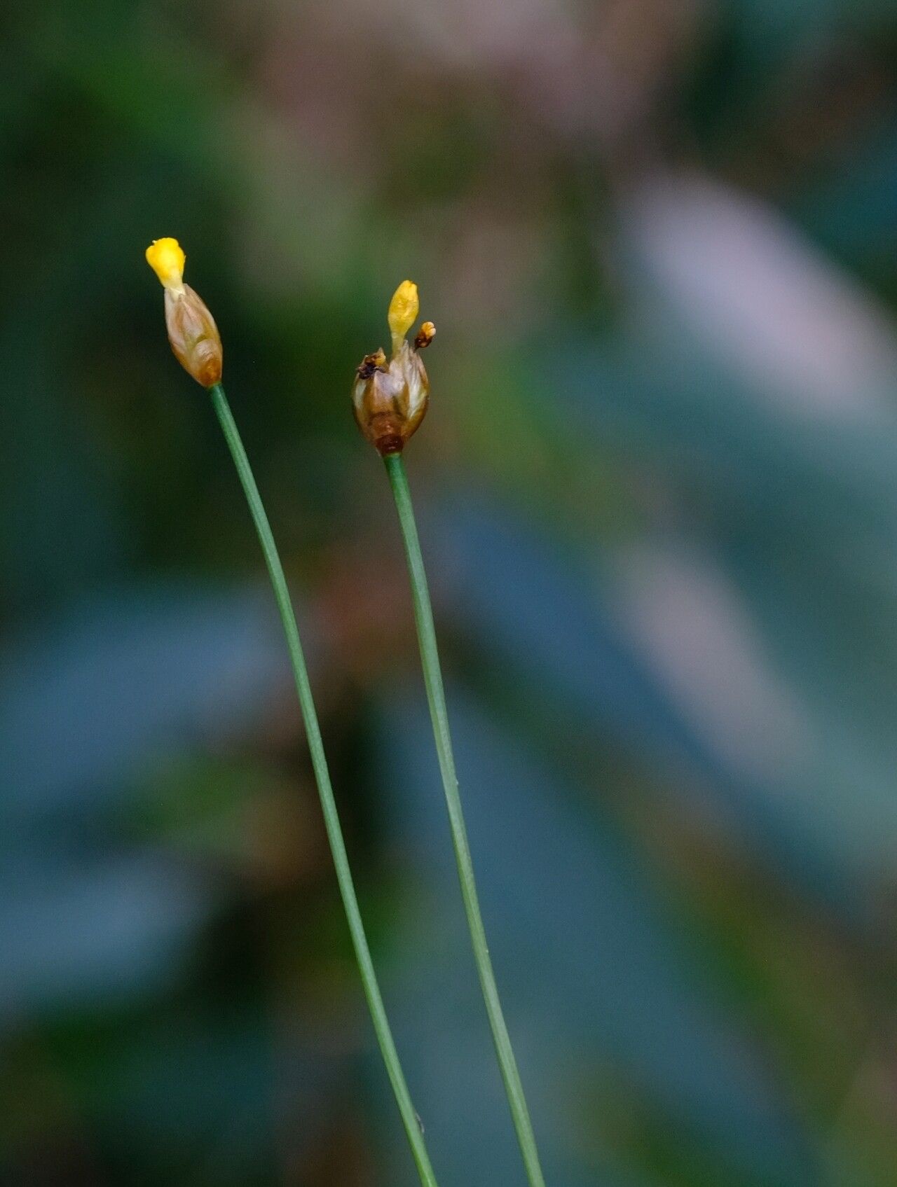 Xyris straminea — search result for 'Xyris'