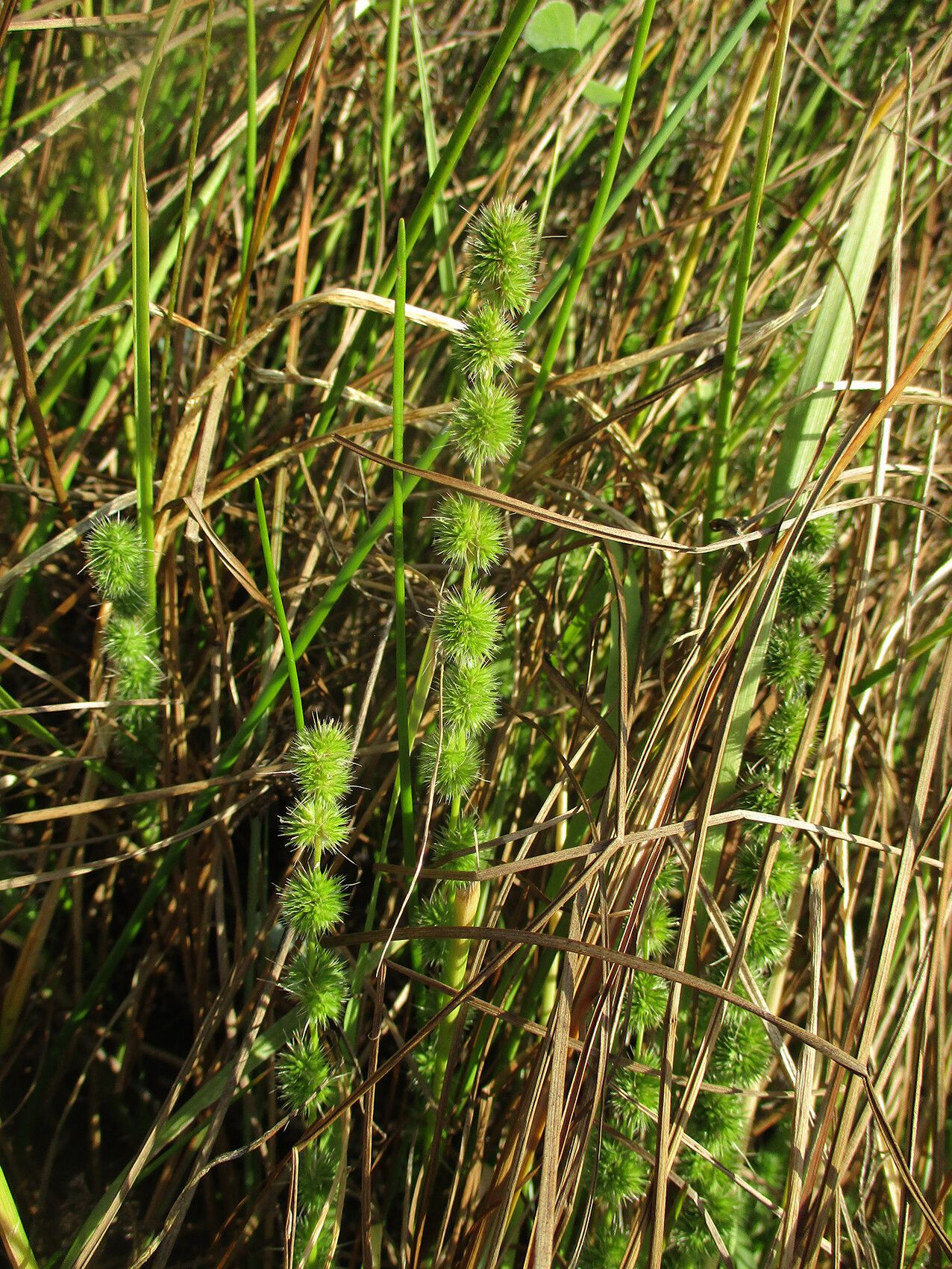 Elytrophorus globularis habit