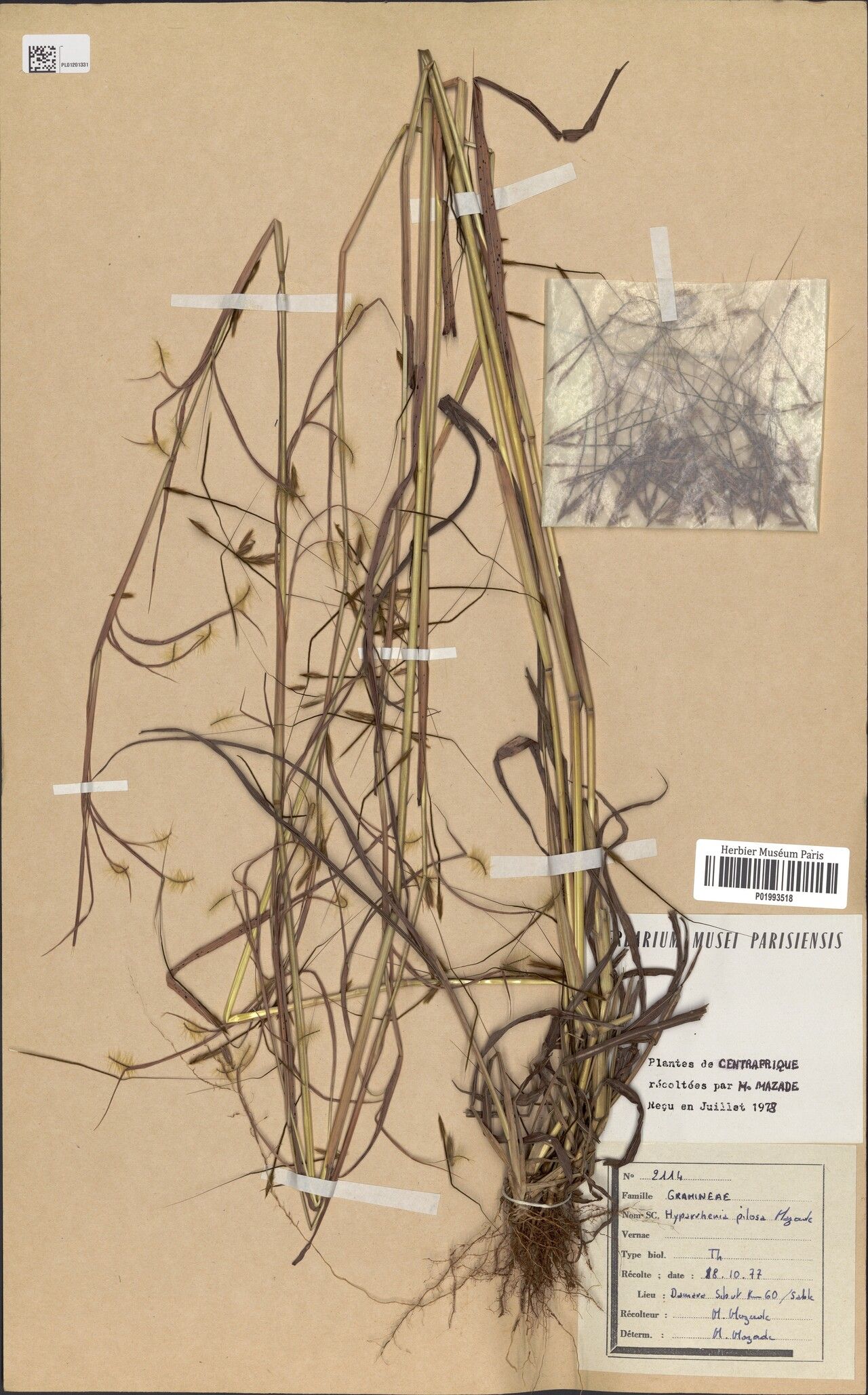 Hyparrhenia pilosa — houseplant care guide